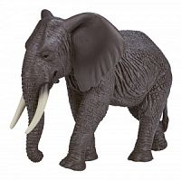 Африканский слон, самка AMW2090