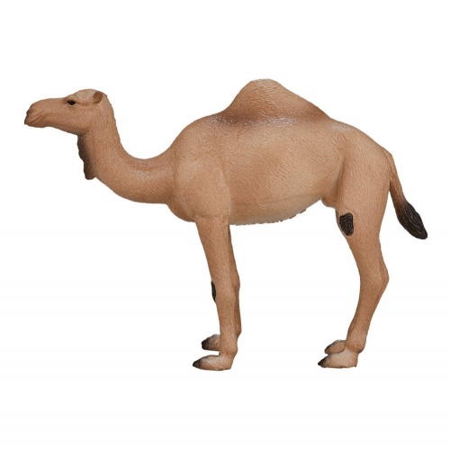 Одногорбый верблюд фото 4
