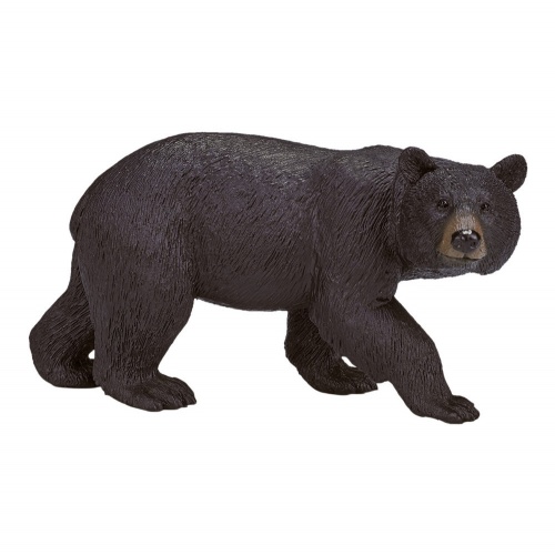 Американский черный медведь фото 5