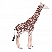 Жираф, самец AMW2004