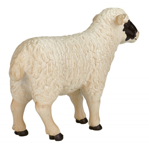 Шотландская черноголовая овца фото 3