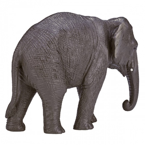 Азиатский слон фото 2