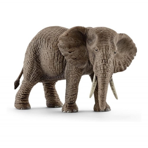 Африканский слон, самка фото 2
