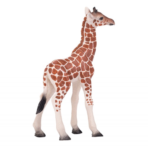 Жираф, детеныш фото 2