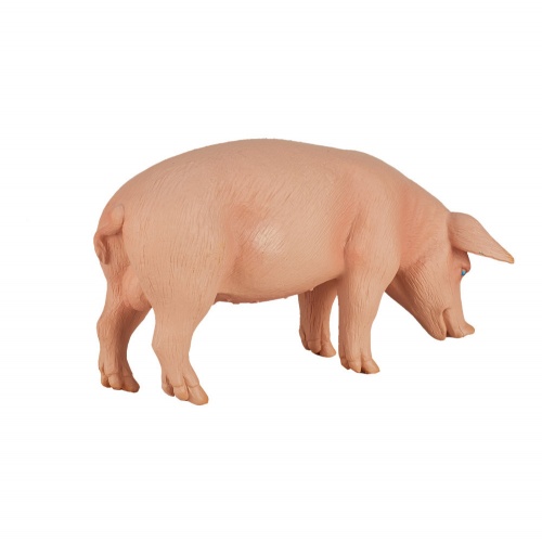 Свинья, самец фото 3