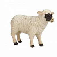 Шотландская черноголовая овца