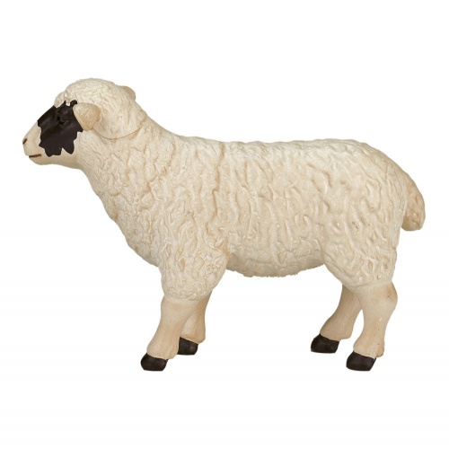 Шотландская черноголовая овца фото 4