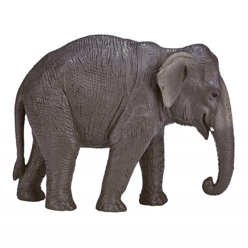 Азиатский слон фото 3