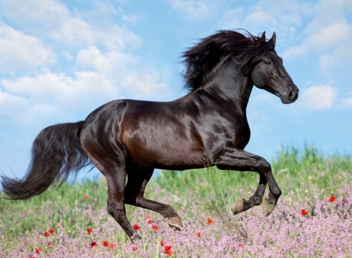 Пазл "Прекрасная лошадь", 200 эл. фото 3