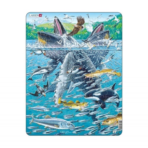 FH47 - Горбатые киты в стае сельди фото 2