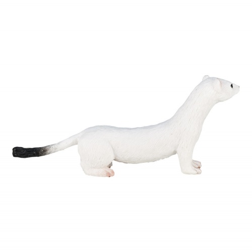 Горностай, белый фото 3