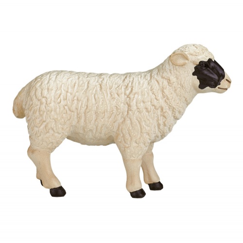 Шотландская черноголовая овца фото 2