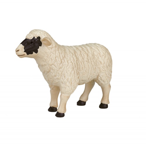 Шотландская черноголовая овца фото 5
