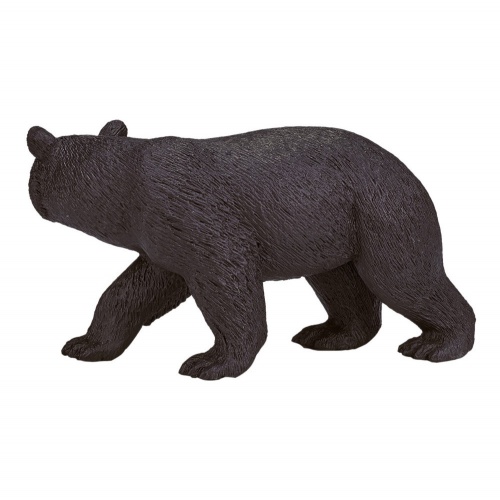 Американский черный медведь фото 3